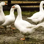 Arte Contadina Séjour à la ferme