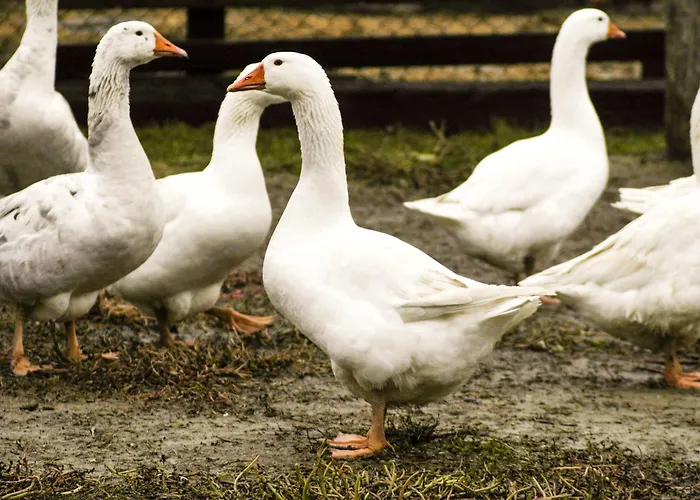 Arte Contadina Bauernhof