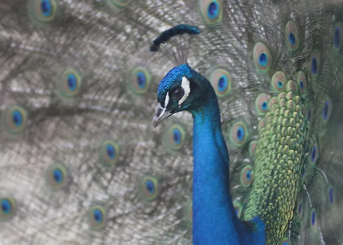 Bauernhof Arte Contadina