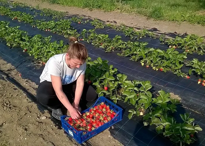 Arte Contadina * Fiorenzuola dʼArda