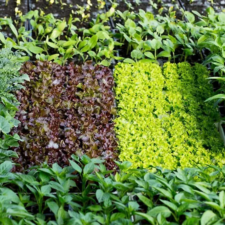 Arte Contadina Farma