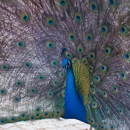 Arte Contadina
